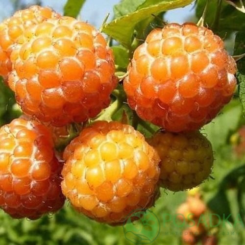 Малина КУМБЕРЛЕНД желтая в Атырау