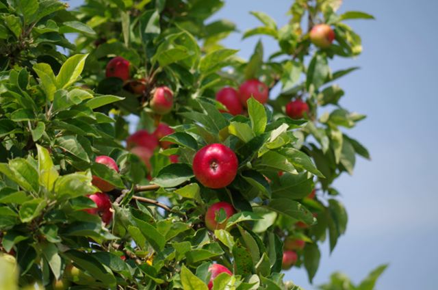 tree-branch-blossom-plant-fruit-flower-food-produce-evergreen-botany-flora-shrub-apples-apple-tree-rose-hip-flowering-plant-rose-family-acerola-malpighia-matures-land-plant-585037.jpg
