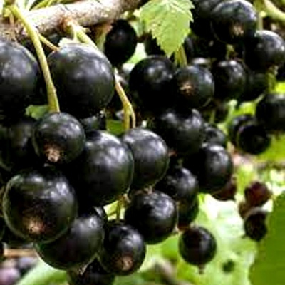 Смородина черная ОРЛОВСКИЙ ВАЛЬС в Атырау