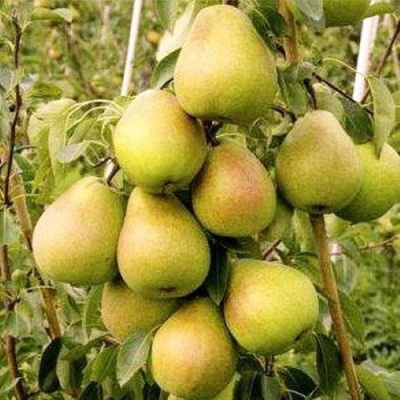 Груша МЛИЕВСКАЯ РАННЯЯ в Атырау