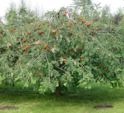 Рябина ПЛАКУЧАЯ сладкоплодная в Атырау