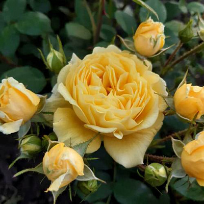 Роза флорибунда в Атырау