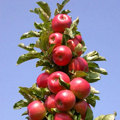 Яблоня СОЗВЕЗДИЕ колонновидная в Атырау