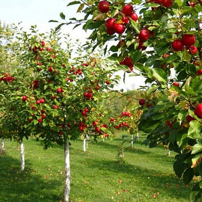Плодовые деревья в Атырау