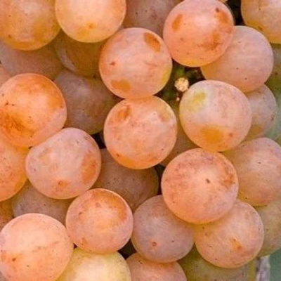Виноград ПЛАТОВСКИЙ в Атырау