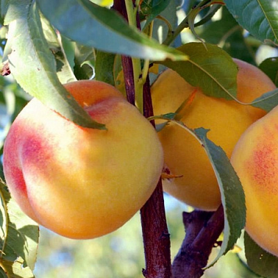Колонновидные персики в Атырау