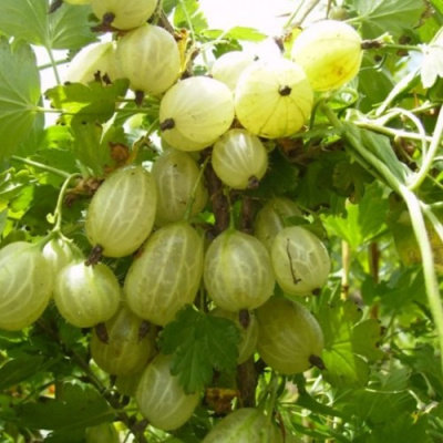 Крыжовник ИНВИКТА в Атырау