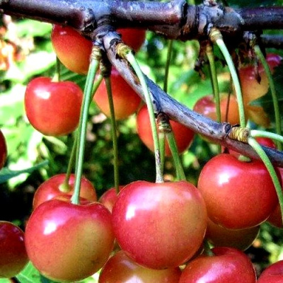 Черешня ГАСТИНЕЦ в Атырау