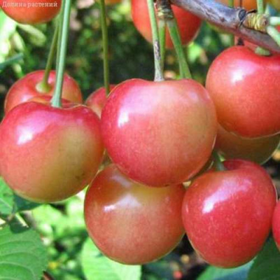 Черешня ЮЛИЯ в Атырау