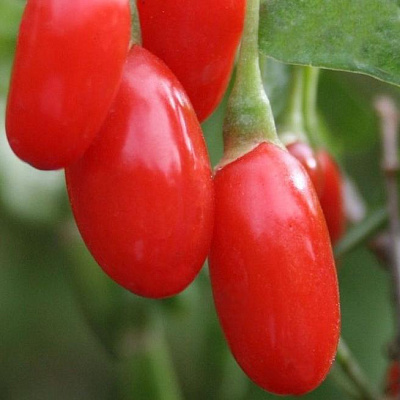 Годжи (чудо-ягода) в Атырау