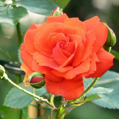 Роза АНЖЕЛИКА чайно-гибридная в Атырау