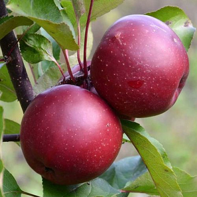 Яблоня красномясая в Атырау