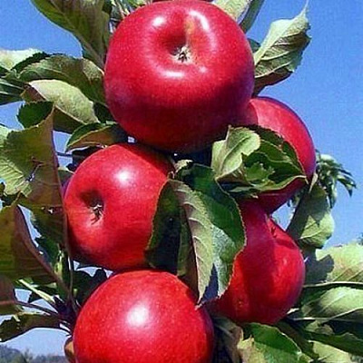 Колонновидные яблони в Атырау