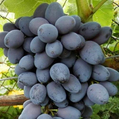 Черный виноград в Атырау