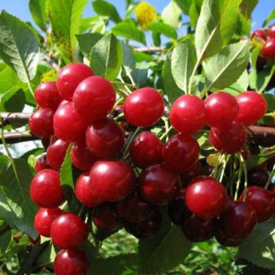 Вишня ЛЮБСКАЯ в Атырау