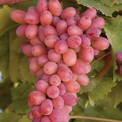 Розовый виноград в Атырау