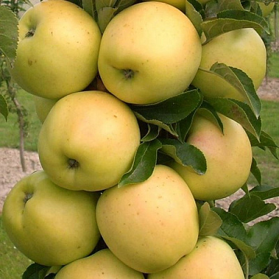 Яблоня колонновидная в Атырау